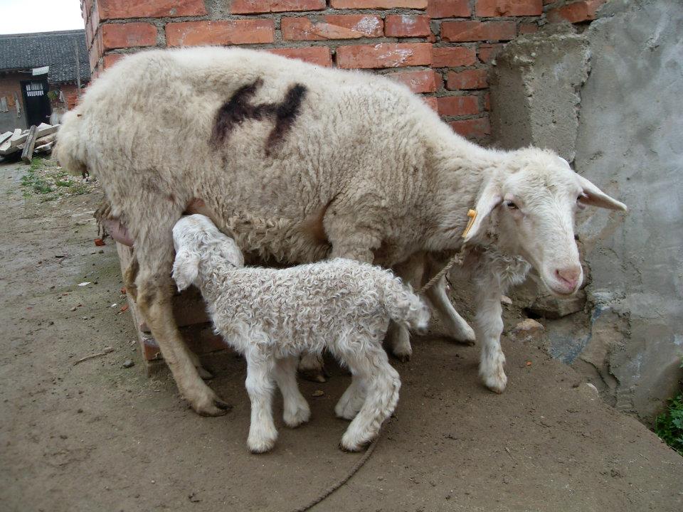 Sheep reared mainly for its meat and milk.
