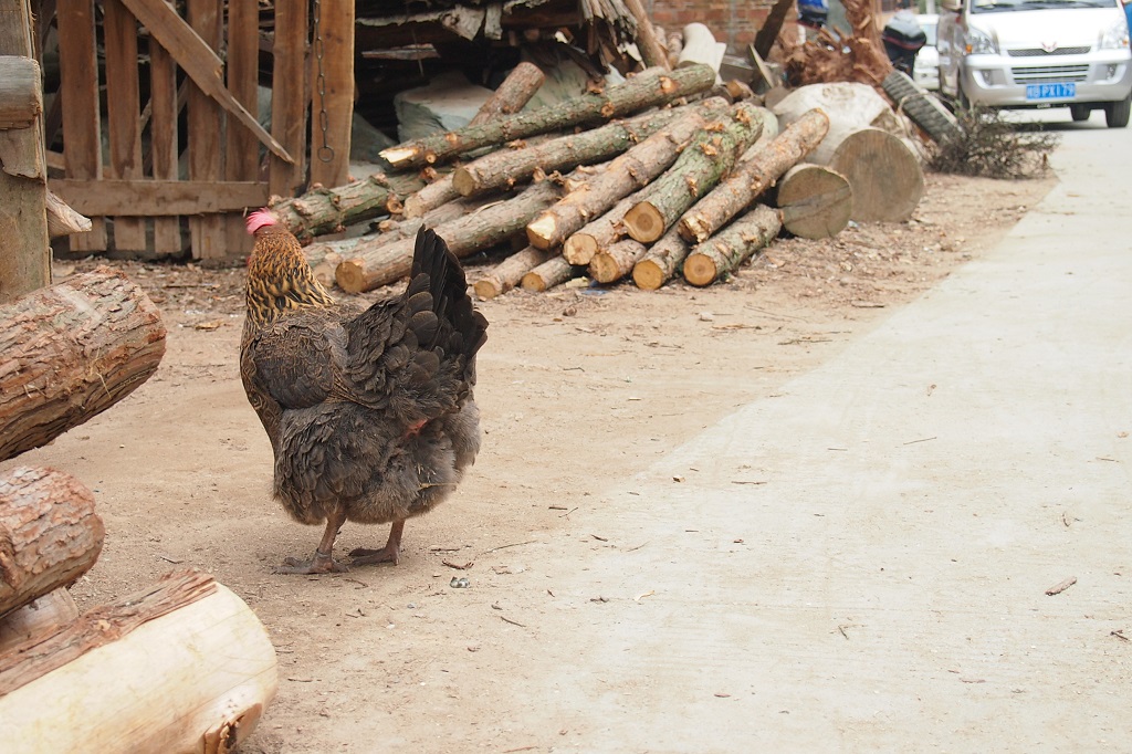 It is very common for villagers to keep livestock at their home. Chicken can be found along the road.